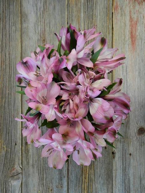 FLORIANO LAVENDER ALSTROEMERIA